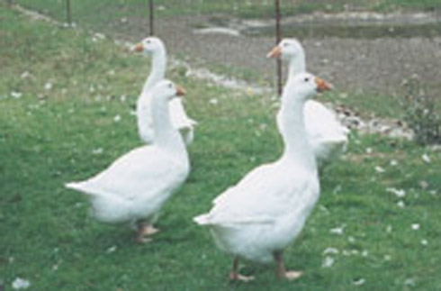 Embden flock2 Embden flock2